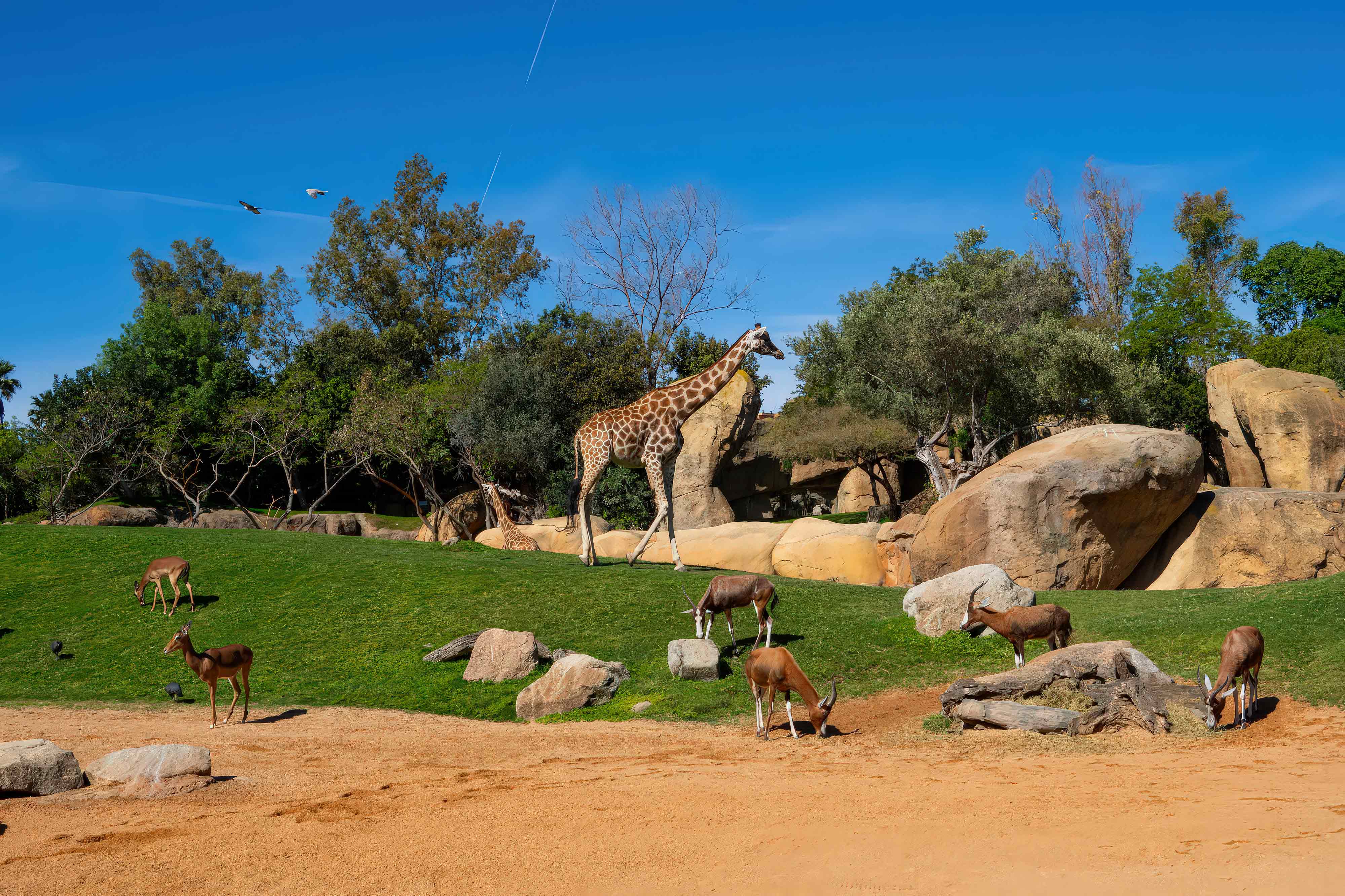 construcción de parques zoológicos tematización de parques de animales