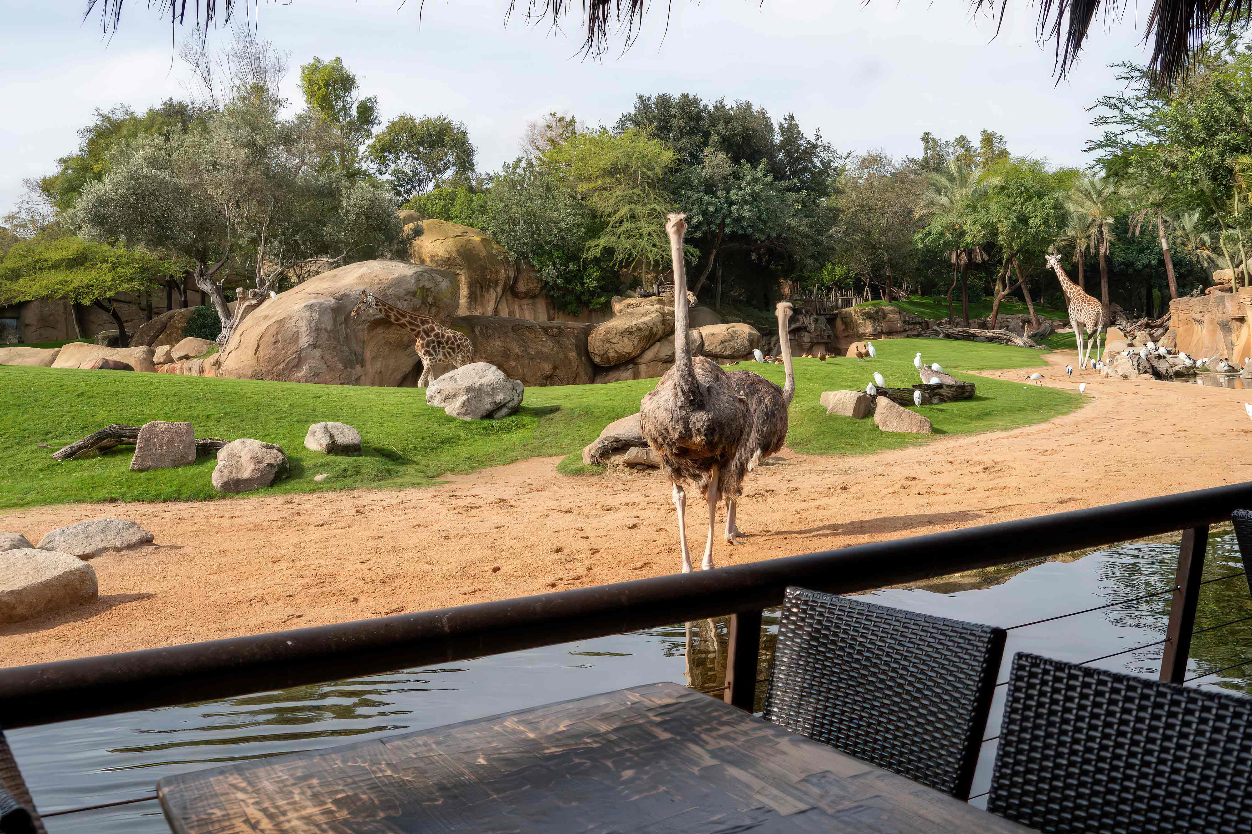 parques zoológicos tematizados empresas de construcción de parques de animales