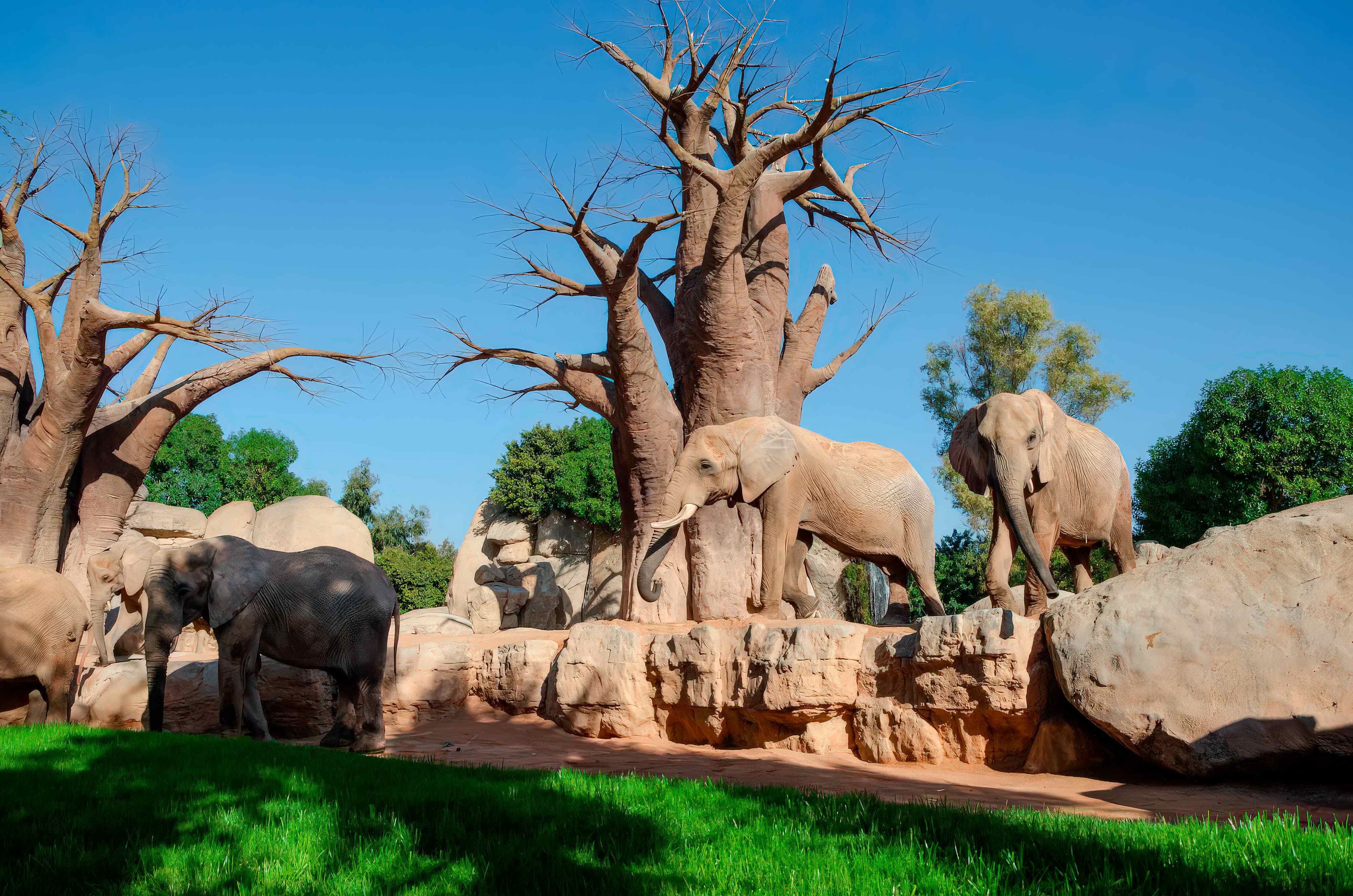 construcción de hábitats naturales en parques de animales construcción de parques zoológicos